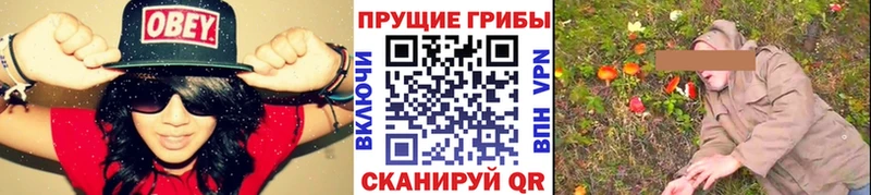 купить наркотики цена  Волосово  Галлюциногенные грибы Psilocybe 